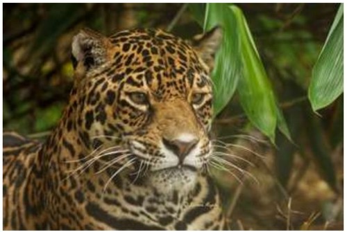 Suffolk Wildlife Trust ~ Talk: Big cats around the globe
