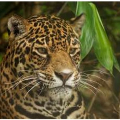 Suffolk Wildlife Trust ~ Talk: Big cats around the globe