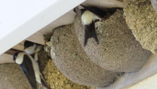 Suffolk Wildlife Trust ~ Talk by Martin Tickler on the topic of house martins